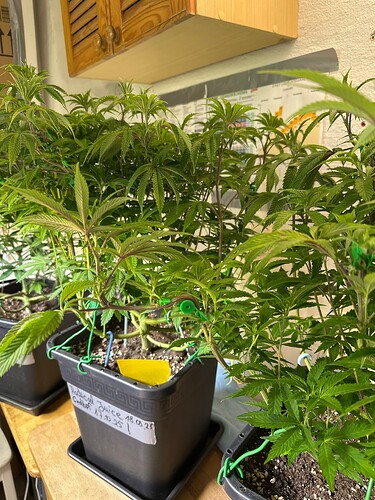 Growreport Bild 16