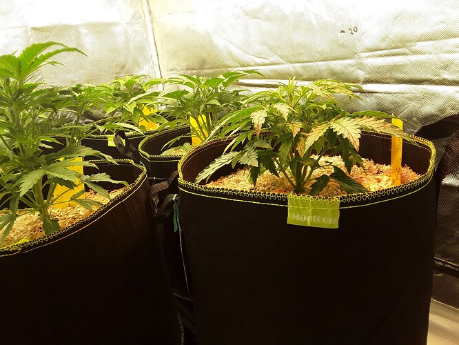 Growreport Bild 16