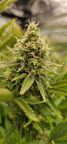Growreport Bild 11