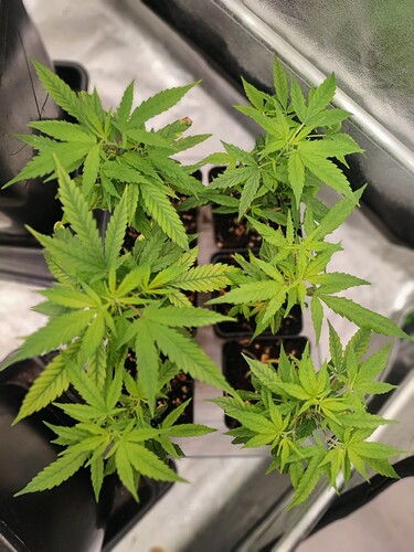 Growreport Bild 22