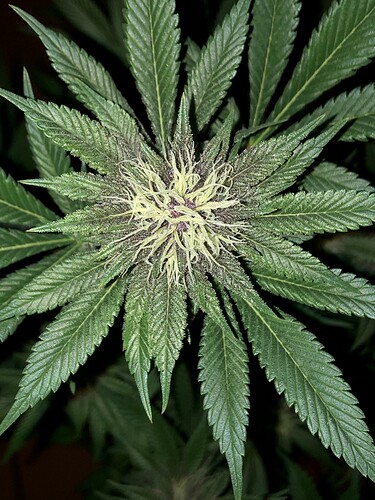 Growreport Bild 1