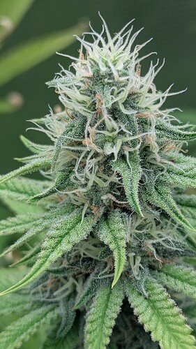 Growreport Bild 10