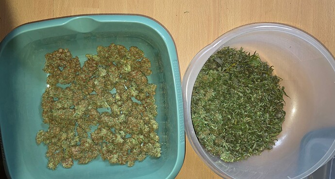 👻 redz0r's ☆ AnesiaSeeds Only Grows ☆ Speichergrow Ernte/Abschluß ☆ Blackberry Moonrocks | Orginal Gorilla IV | Elementz | Honey Fried Banana | Calypso Sunrock 👻