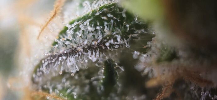 Growreport Bild 5