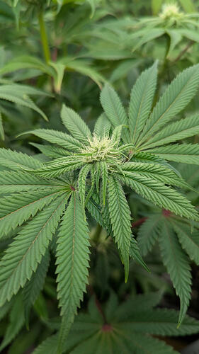 Growreport Bild 12