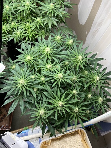 Growreport Bild 3