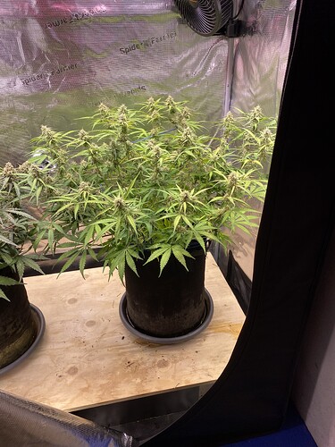Growreport Bild 87