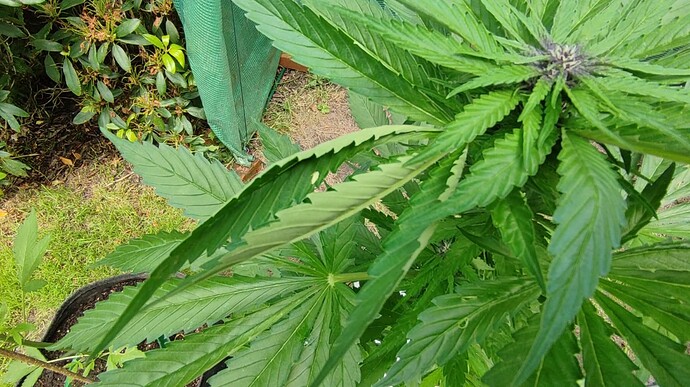 Screenshot 2024-06-18 144736