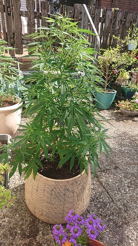 Growreport Bild 67