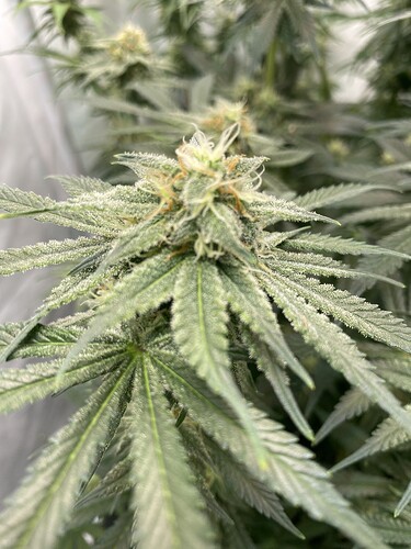 Growreport Bild 1