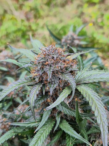 Growreport Bild 26