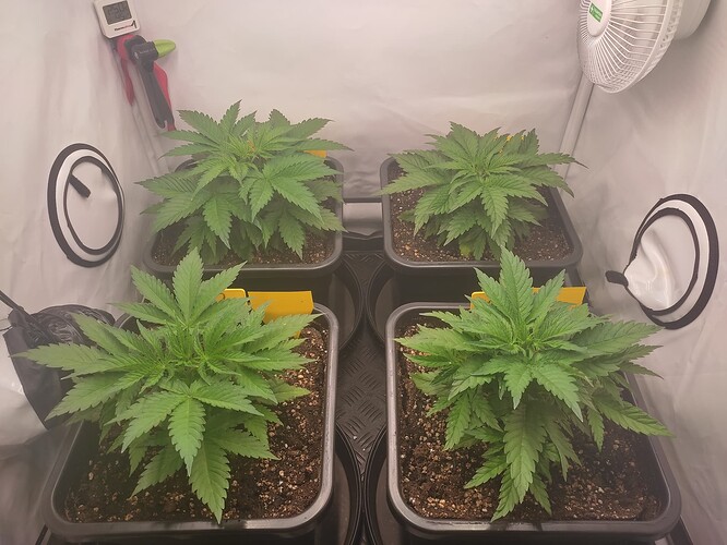 Growreport Bild 3