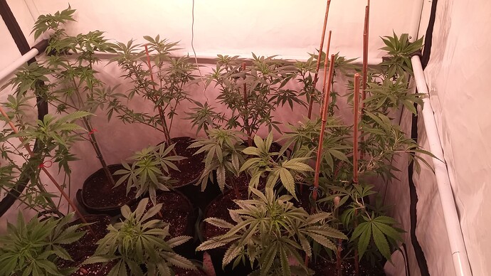 Growreport Bild 7
