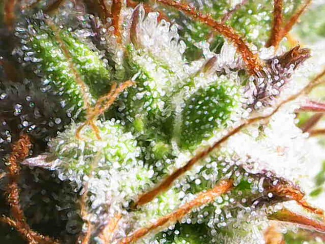 Growreport Bild 15