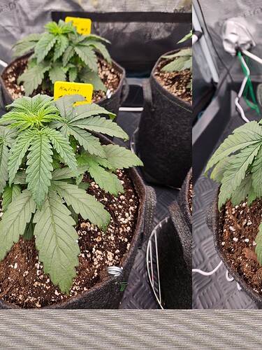 Growreport Bild 20