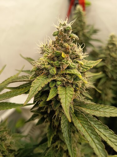 Growreport Bild 7