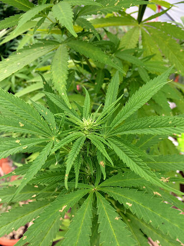 Grow26_0912_11_AS
