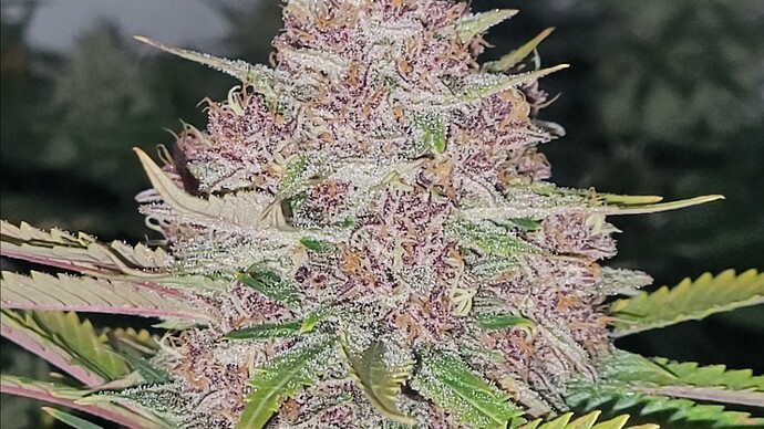 Screenshot_20240504_102758_Video Player