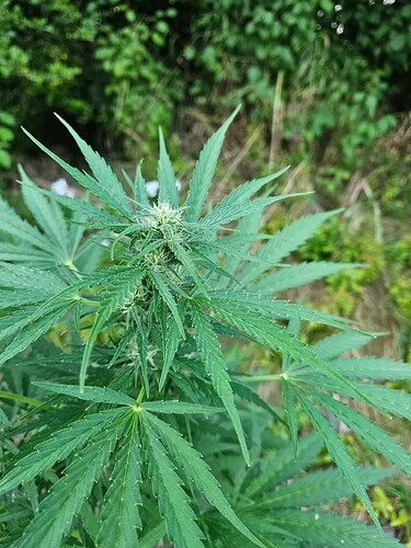 Growreport Bild 4