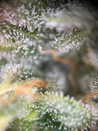 Growreport Bild 46