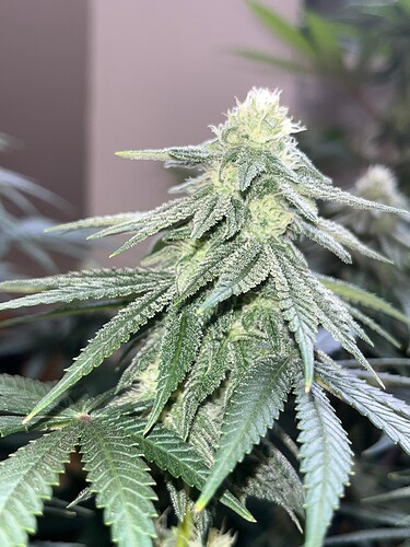 Triple G 16624 Bud 3