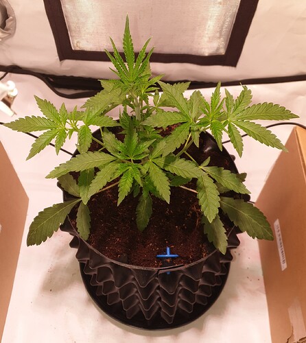 Growreport Bild 2