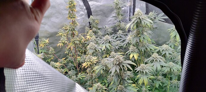 Growreport Bild 7