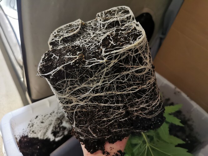 Growreport Bild 8