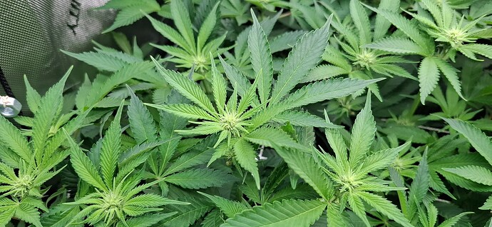 Growreport Bild 2
