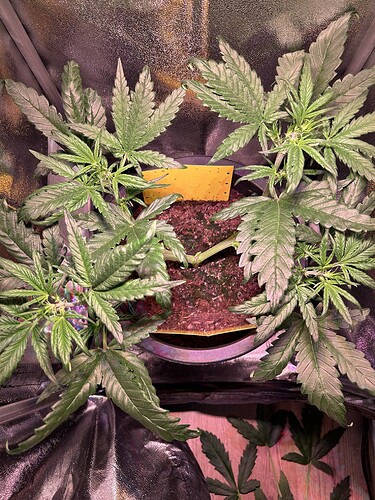 Growreport Bild 5