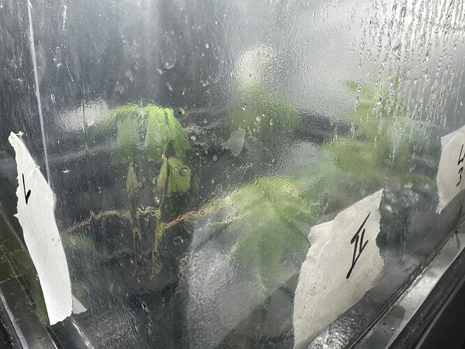 Growreport Bild 6
