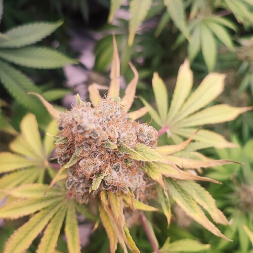 Growreport Bild 96