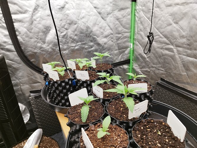 Mehrere junge Cannabispflanzen in kleinen Töpfen, einige mit Namensschildern, in einer Growbox.