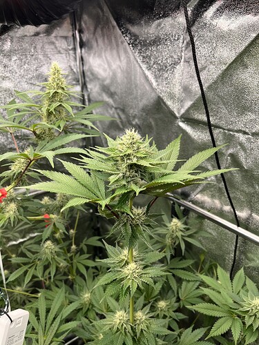 Growreport Bild 6