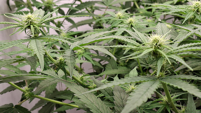 Growreport Bild 230