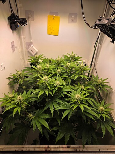 Growreport Bild 9