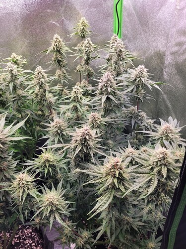 Growreport Bild 26