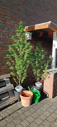 IMG_20240927_163213