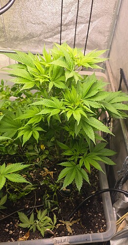 Growreport Bild 2