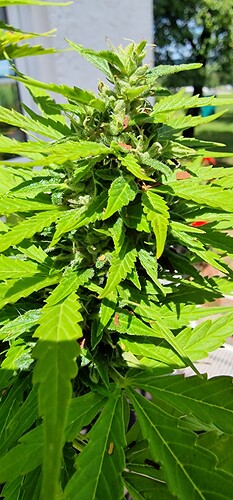 Growreport Bild 64