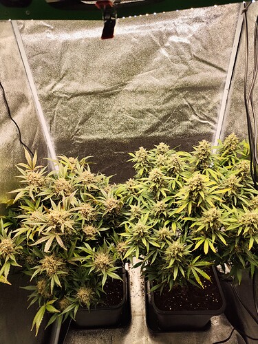 Growreport Bild 4