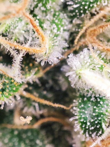Growreport Bild 6