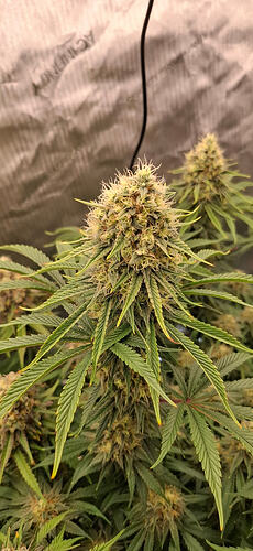 Growreport Bild 12