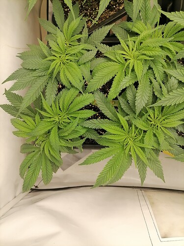 Growreport Bild 39