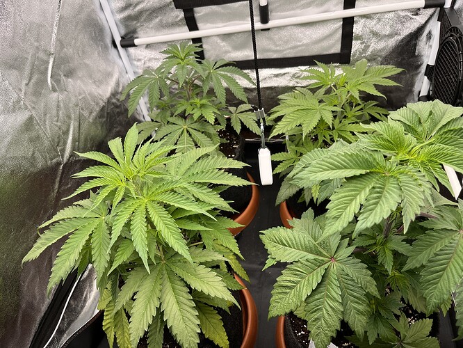 Growreport Bild 3