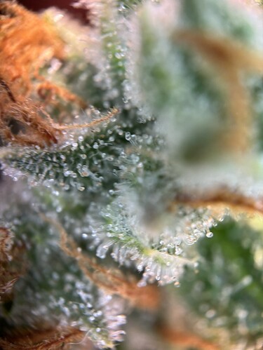 Growreport Bild 25