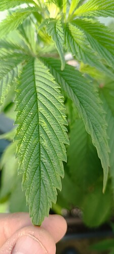 IMG_20240624_084511