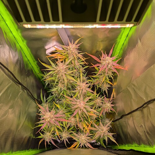 Growreport Bild 1