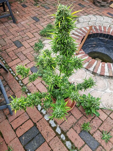 Growreport Bild 2