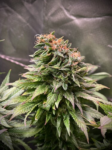 Growreport Bild 12